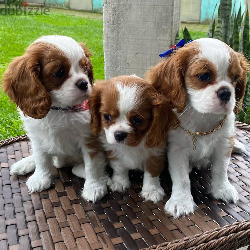 2 male and 1 female Cavalier King Charles Spaniel Pupies for Adoption. 0