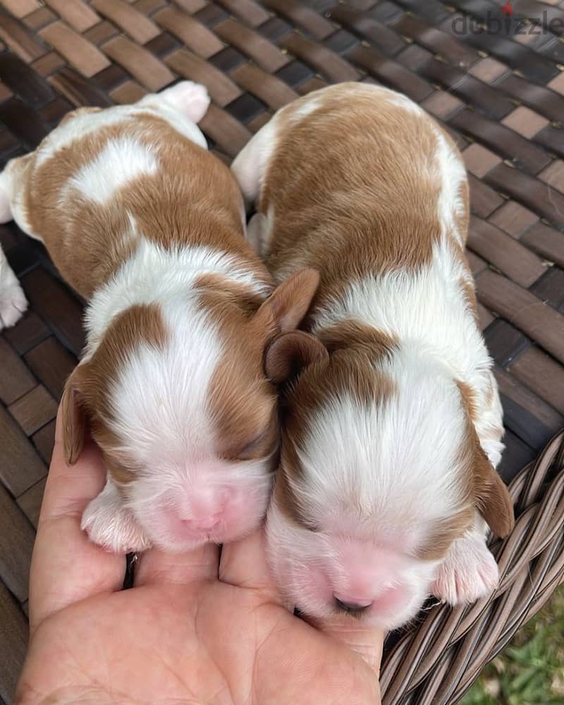 2 male and 1 female Cavalier King Charles Spaniel Pupies for Adoption. 1