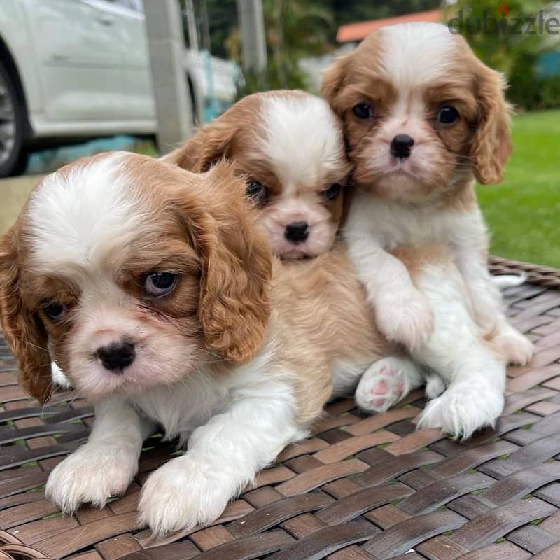 2 male and 1 female Cavalier King Charles Spaniel Pupies for Adoption. 2