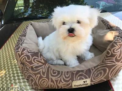 maltese puppies for sale