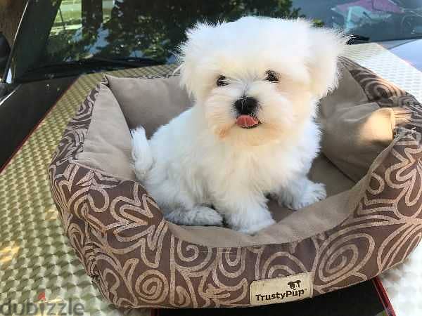 maltese puppies for sale 0