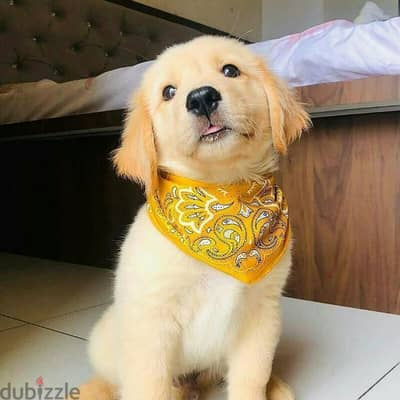 Gorgeous Golden Retriever Puppies +966568971345