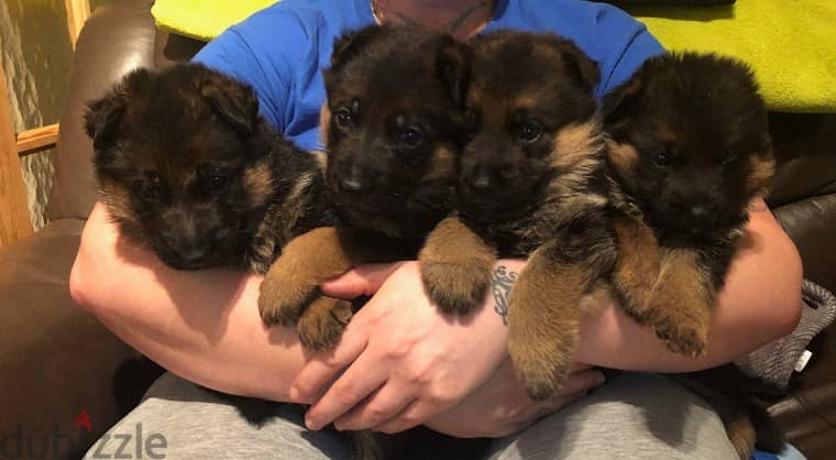 Quality German Shepherd puppies 0