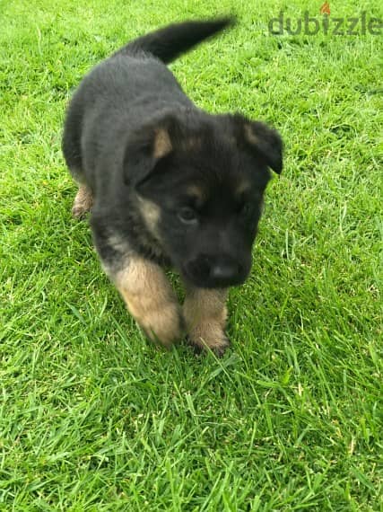 Quality German Shepherd puppies 1