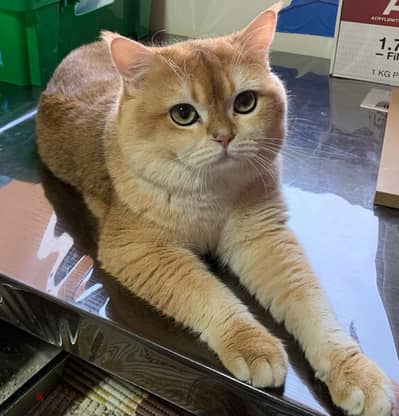 British shorthair male cat kitten