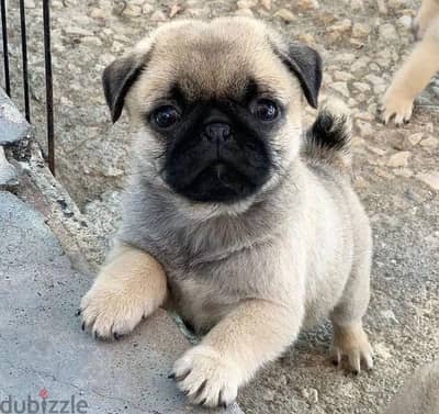 Pug Puppies for sale +966568971345