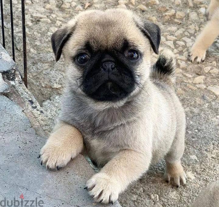 Pug Puppies for sale +966568971345 0