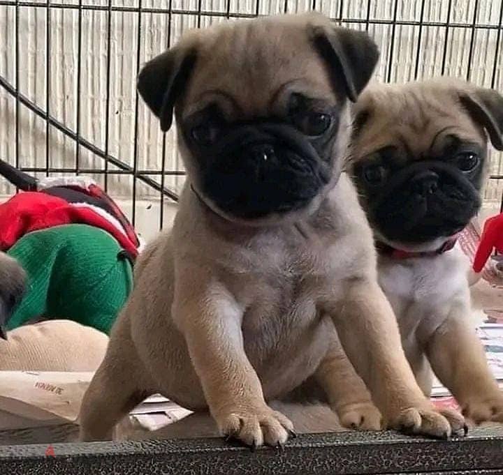 Pug Puppies for sale +966568971345 1