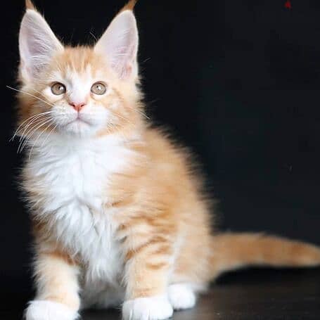 1 Male and 1 Female Maine coon kittens Available 0