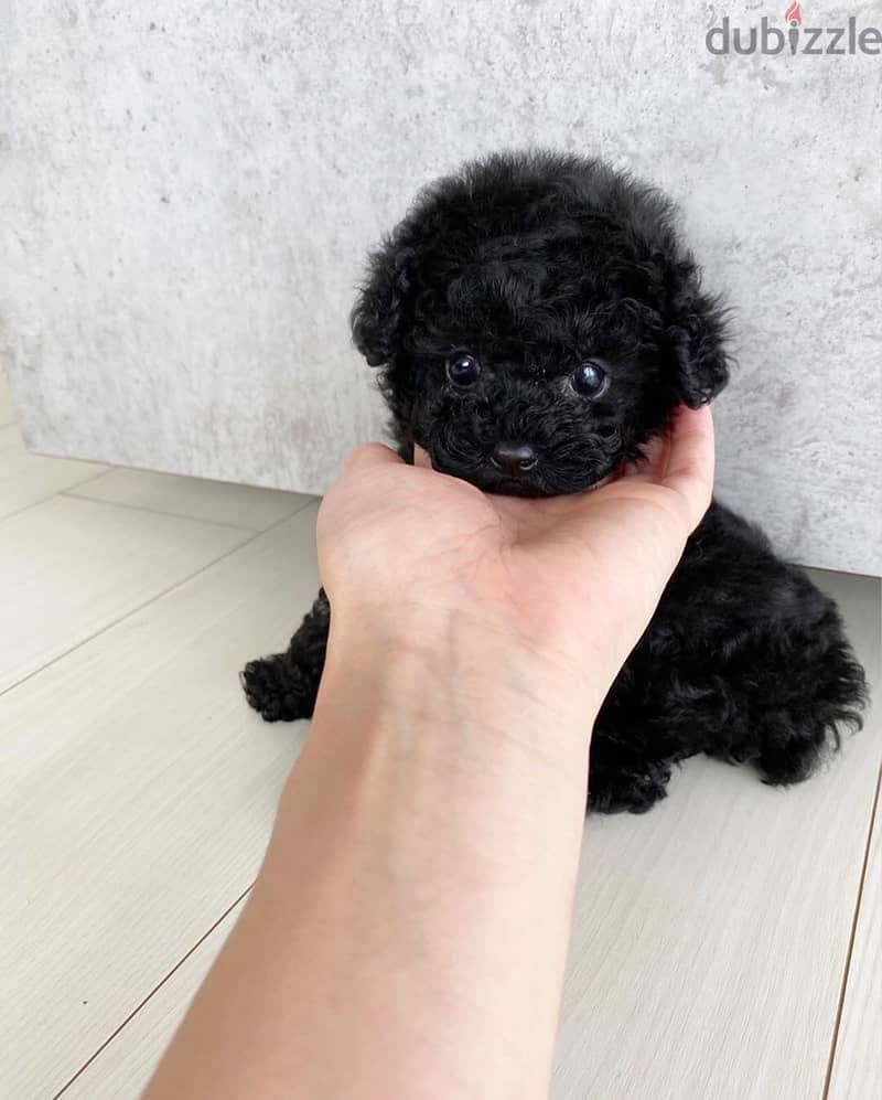 Poodle Puppy 1