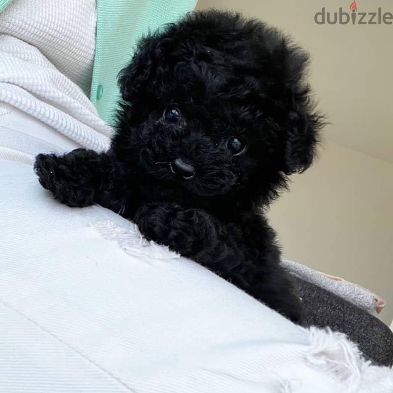 Poodle Puppy 2