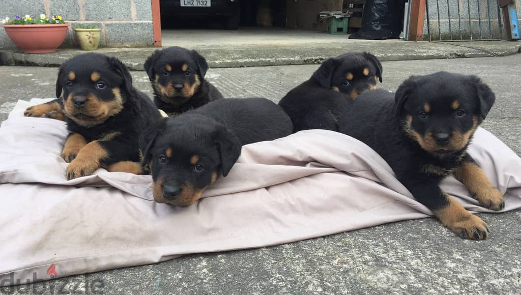 rottweiler puppies for sale +966568971345 0