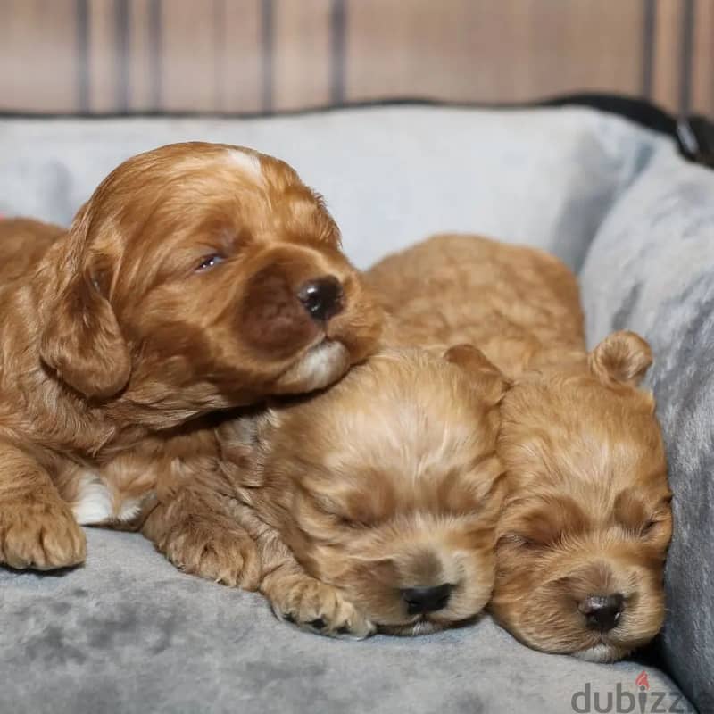 Beautiful Toy Poodle puppies males and females available for Adoption 0