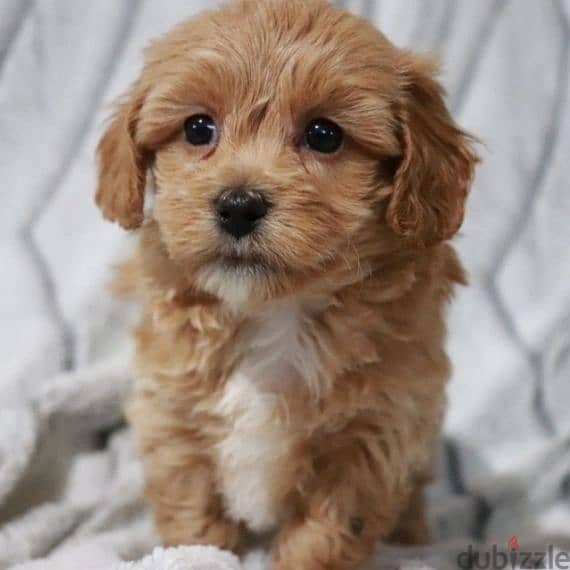 Beautiful Toy Poodle puppies males and females available for Adoption 1