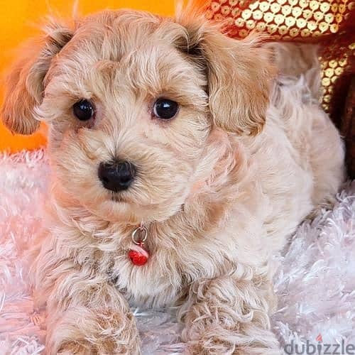 Beautiful Toy Poodle puppies males and females available for Adoption 2