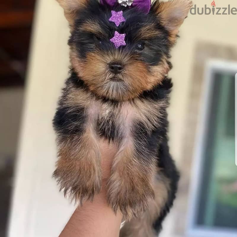 Male and Female Yorkie puppies For Adoption. 3