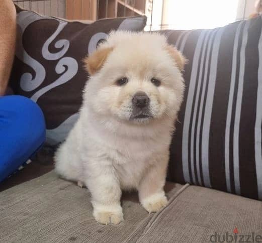 Whatsapp Me +966583921348 Chow Chow Puppies 1