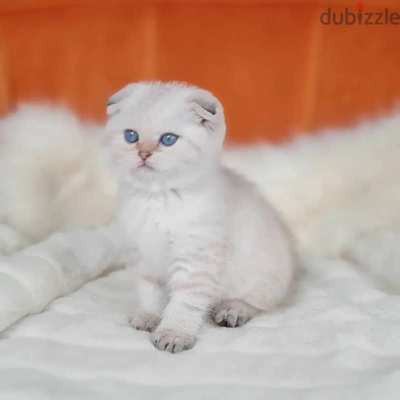 Purebreed Scottish Fold Kitten 0