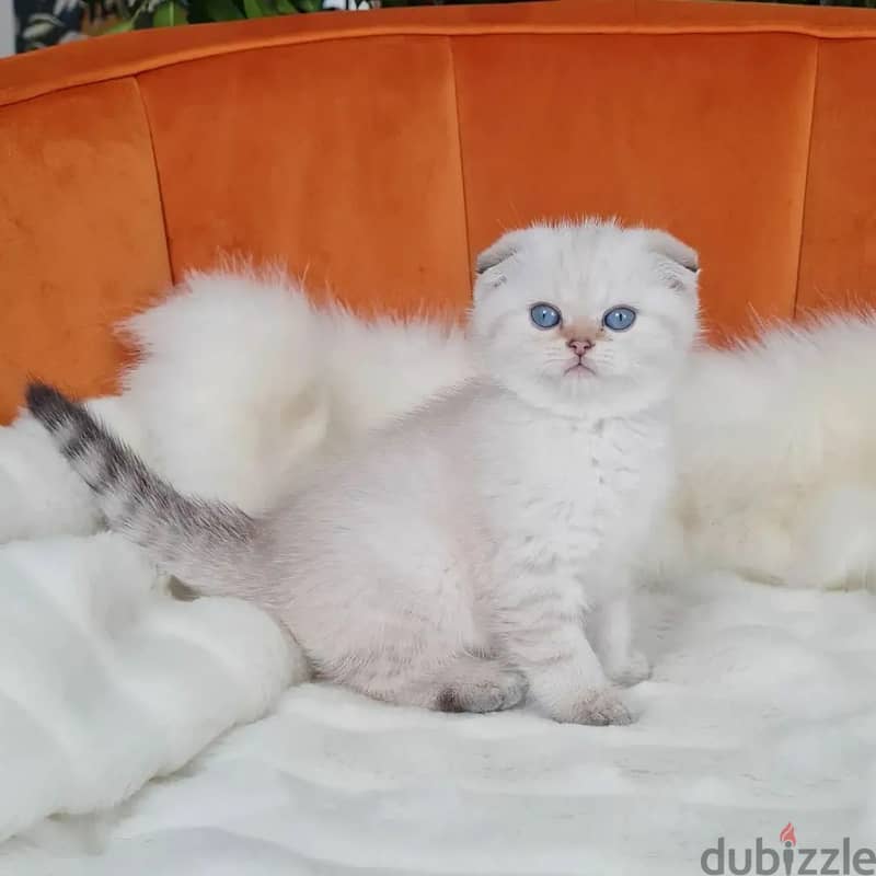 Purebreed Scottish Fold Kitten 1