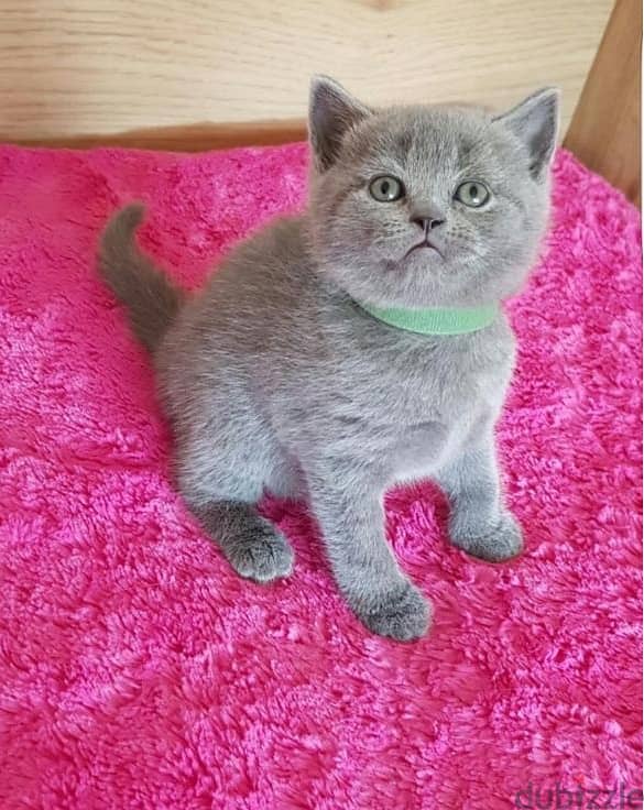 Folded ears Scottish fold kittens 0