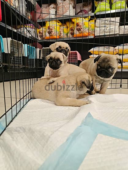 Pug Puppy 1