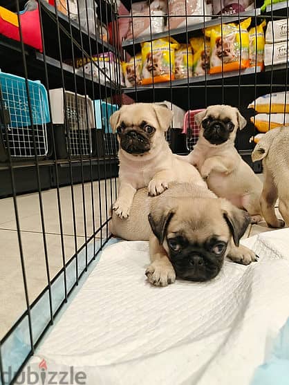 Pug Puppy 2