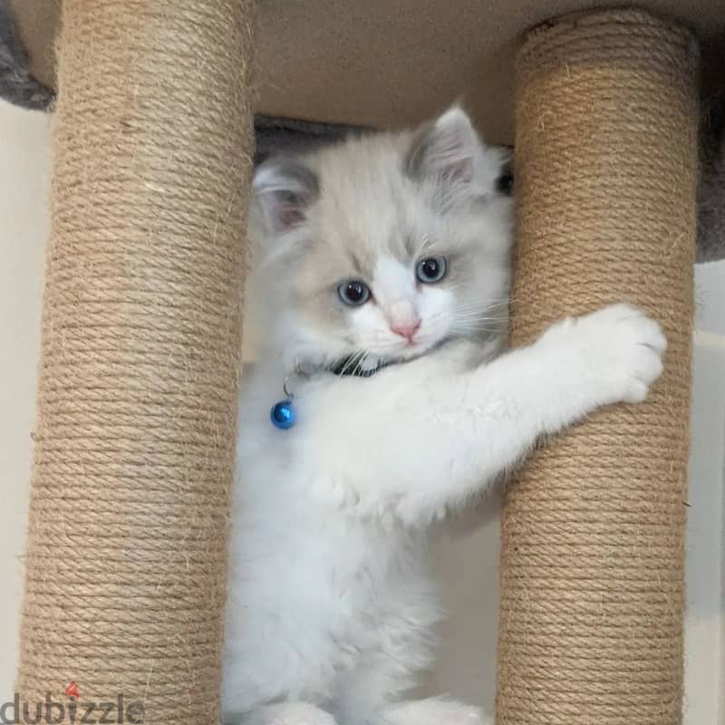 Ragdoll Kitten 1