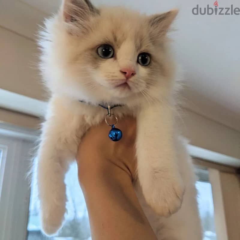 Ragdoll Kitten 2