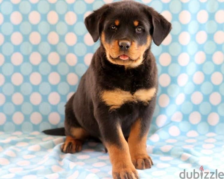 Whatsapp Me +966588993320 Rottweiler Puppies 1