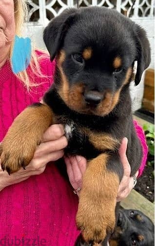 Whatsapp Me +966588993320 Rottweiler Puppies 0