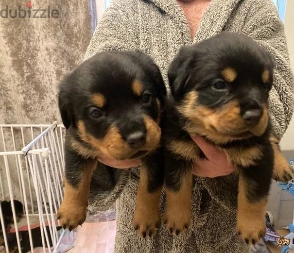 Whatsapp Me +966588993320 Rottweiler Puppies 1