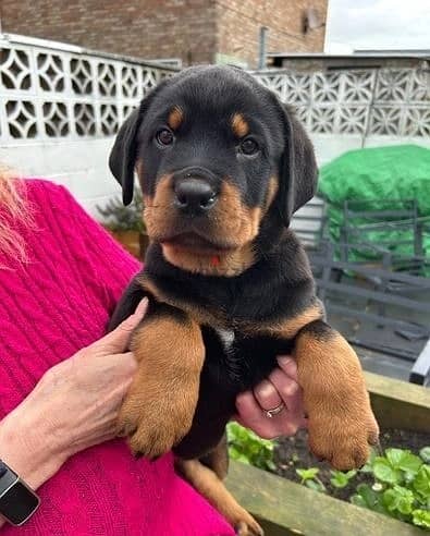 Whatsapp Me +966588993320 Rottweiler Puppies