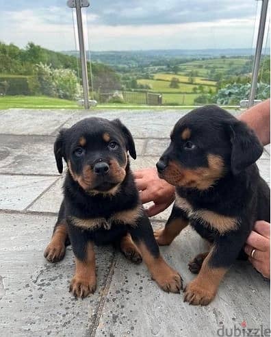 Whatsapp Me +966588993320 Rottweiler Puppies 1