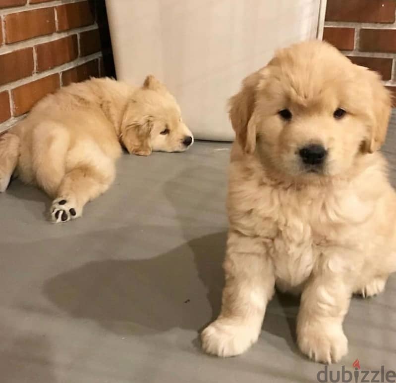 Golden Retriever Puppy 0