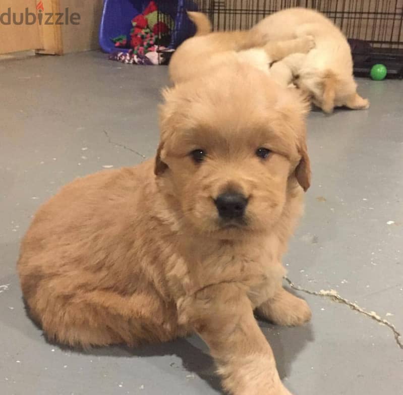 Golden Retriever Puppy 1