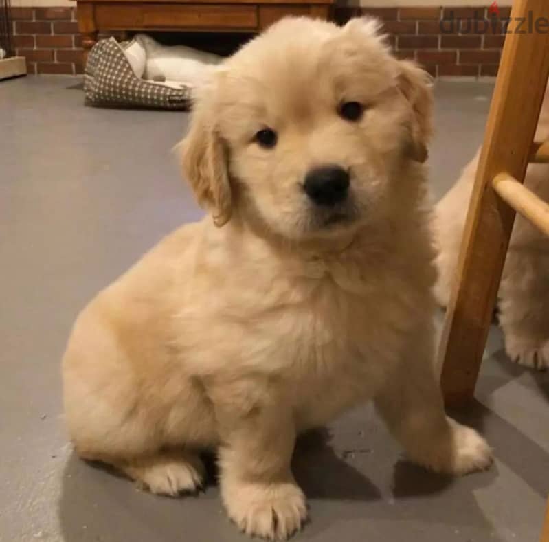 Golden Retriever Puppy 2