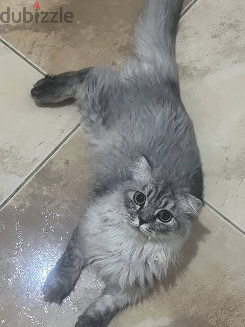 Scotish-Fold Persian Male Cat 0