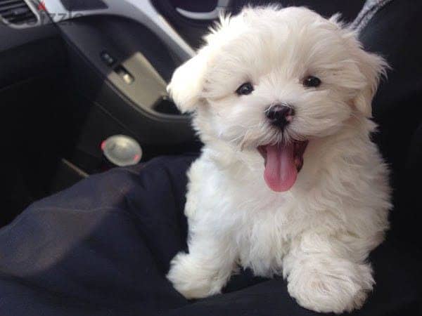 Maltese Puppy 0