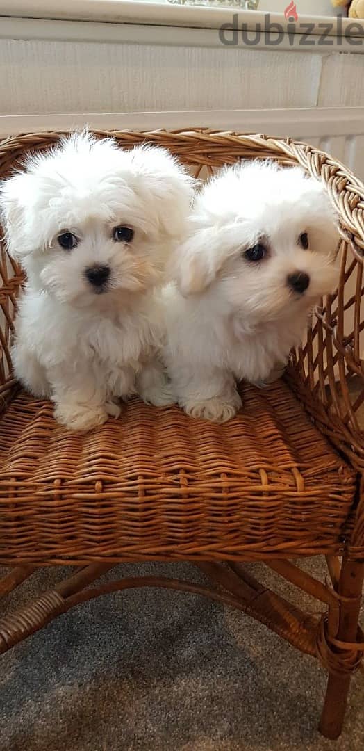 Maltese Puppy 1