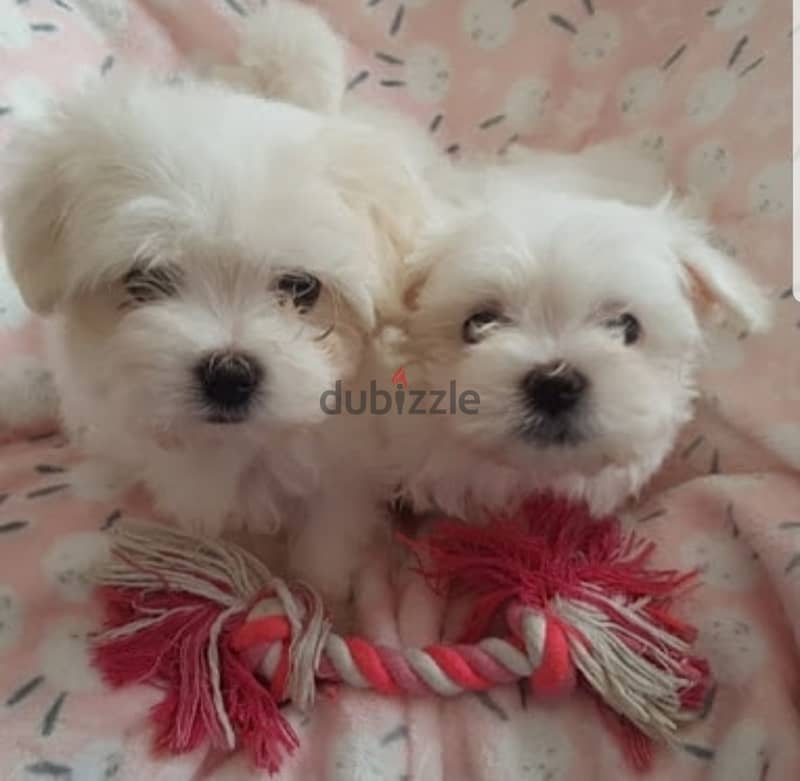 Maltese Puppy 2