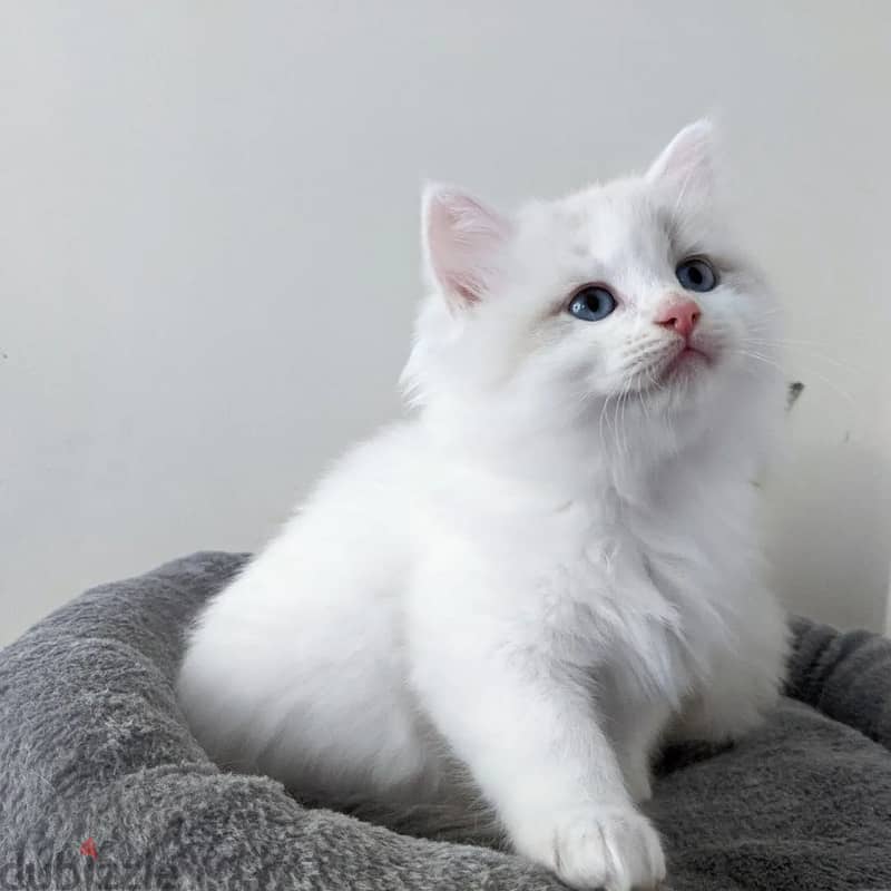 Ragdoll Kitten 0