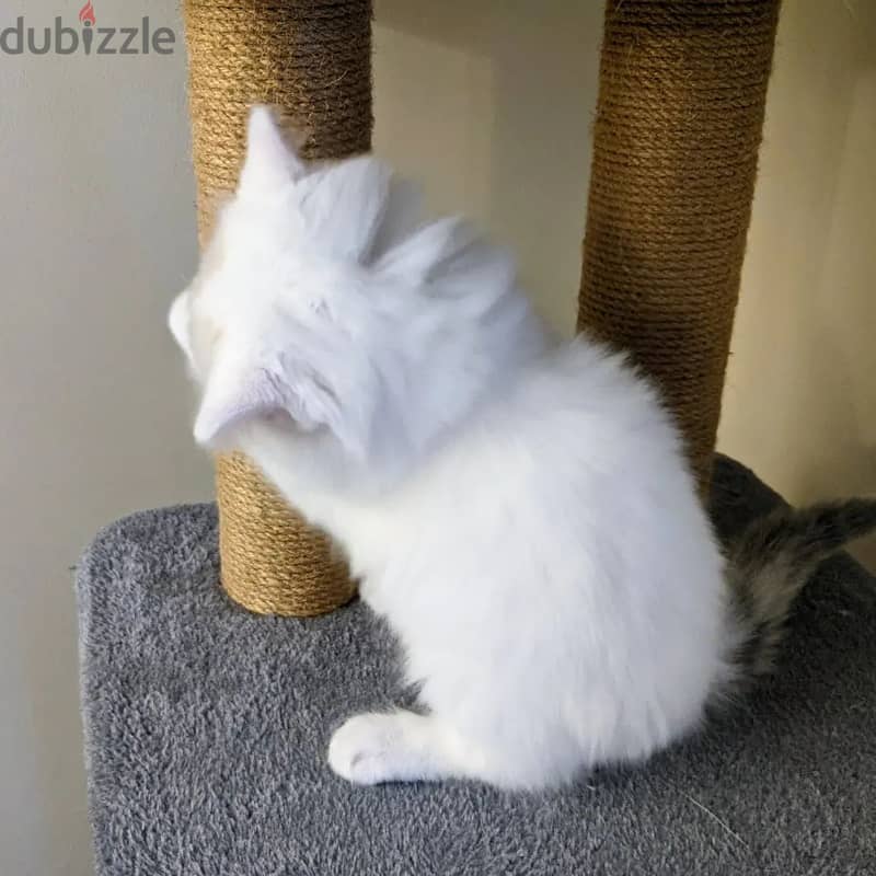 Ragdoll Kitten 1