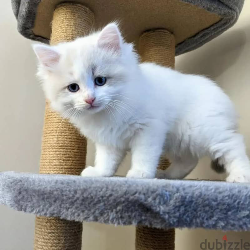 Ragdoll Kitten 3