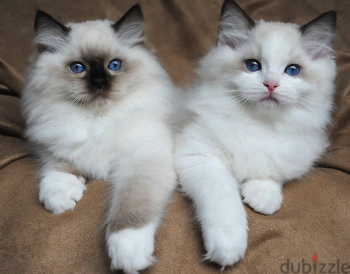 Whatsapp Me +966588993320 Ragdoll Cats 0