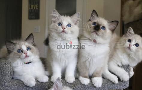 Whatsapp Me +966588993320 Ragdoll Cats