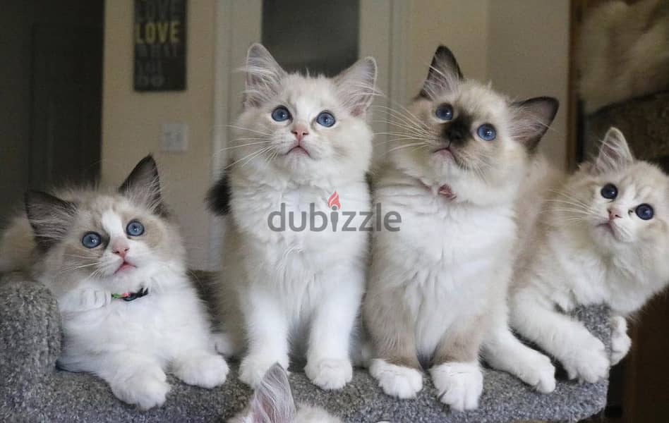 Whatsapp Me +966588993320 Ragdoll Cats 0