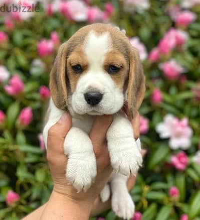 Whatsapp Me +966583921348 Beagle Puppies