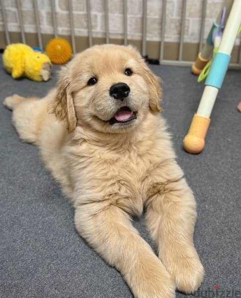 Golden retriever puppy . WhatsApp me ‪ +19087684279‬ 0