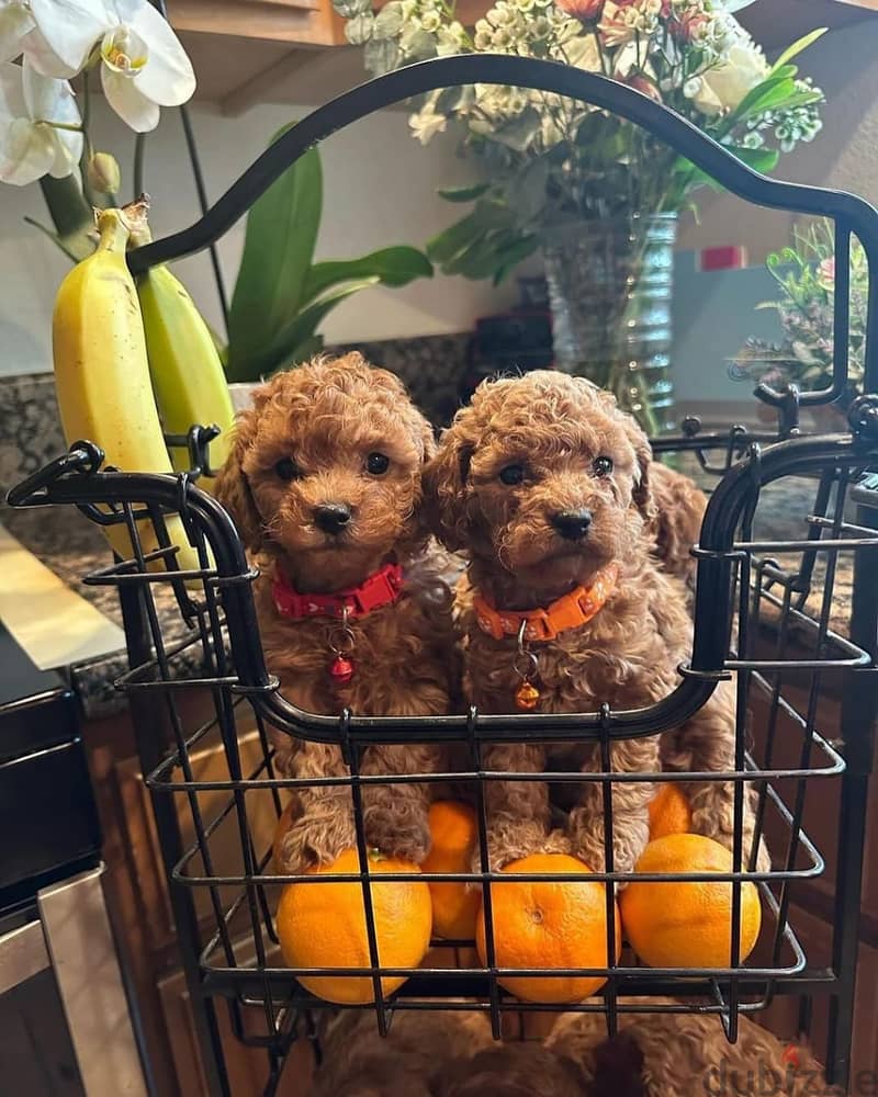 Beautiful Toy Poodle puppies males and females available for Adoption 0