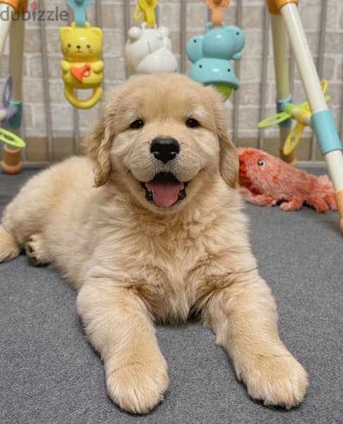 Golden retriever  puppy. WhatsApp me ‪ +19087684279‬ 0